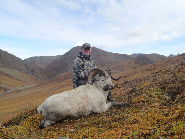 Kim Barnes Alaska Dall Sheep